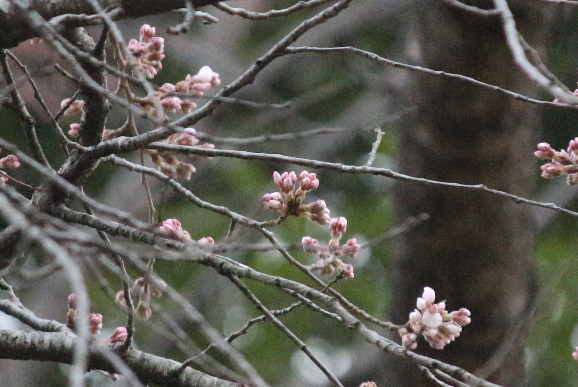 翠ケ丘公園でソメイヨシノ開花 阿武隈時報社