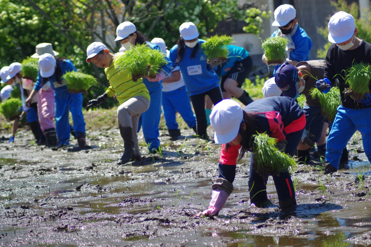 広戸小で田植え体験 泥だらけでも一生懸命 阿武隈時報社